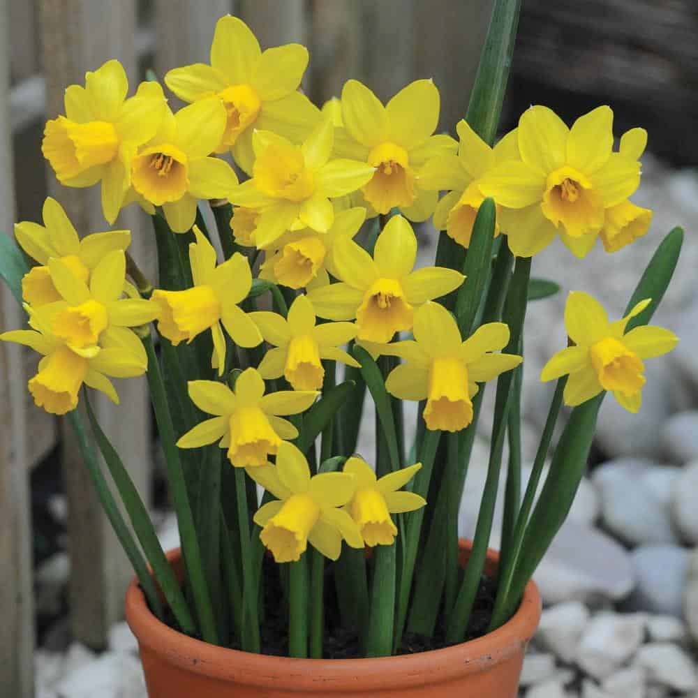 Read more about the article Plant of the week: Daffodil (Narcissus)