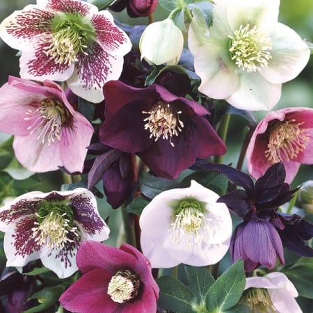 Helleborus orientalis